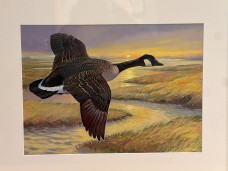 /userimg/RdVbL/RA Canada Goose.jpg